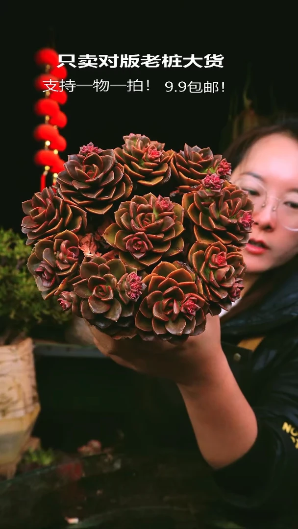 巧克力方砖9.9两盆