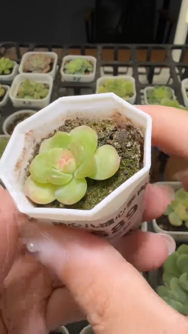 1589  琴心多肉植物