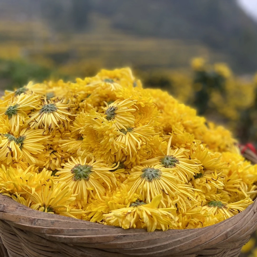 【小孟助农】城口大巴山菊花