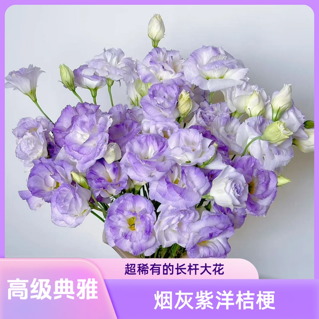 稀有【烟灰紫洋桔梗】高品质花期长洋桔梗云南基地现采直发好养包邮