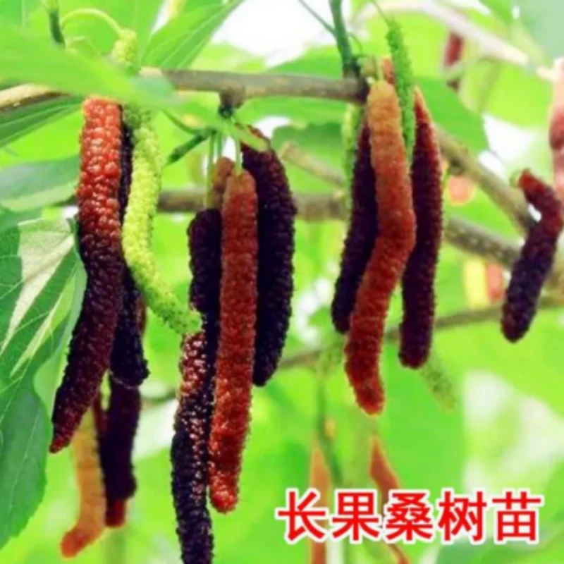 长果桑苗无籽大十果桑树苗桑葚苗黑养蚕庭院果树南北种植芬贸苗圃