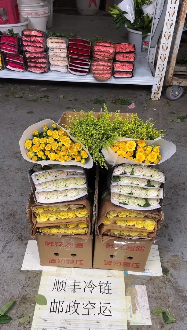 浪漫沙滩20枝+白荔枝20枝+梦幻芭比10枝+黄莺