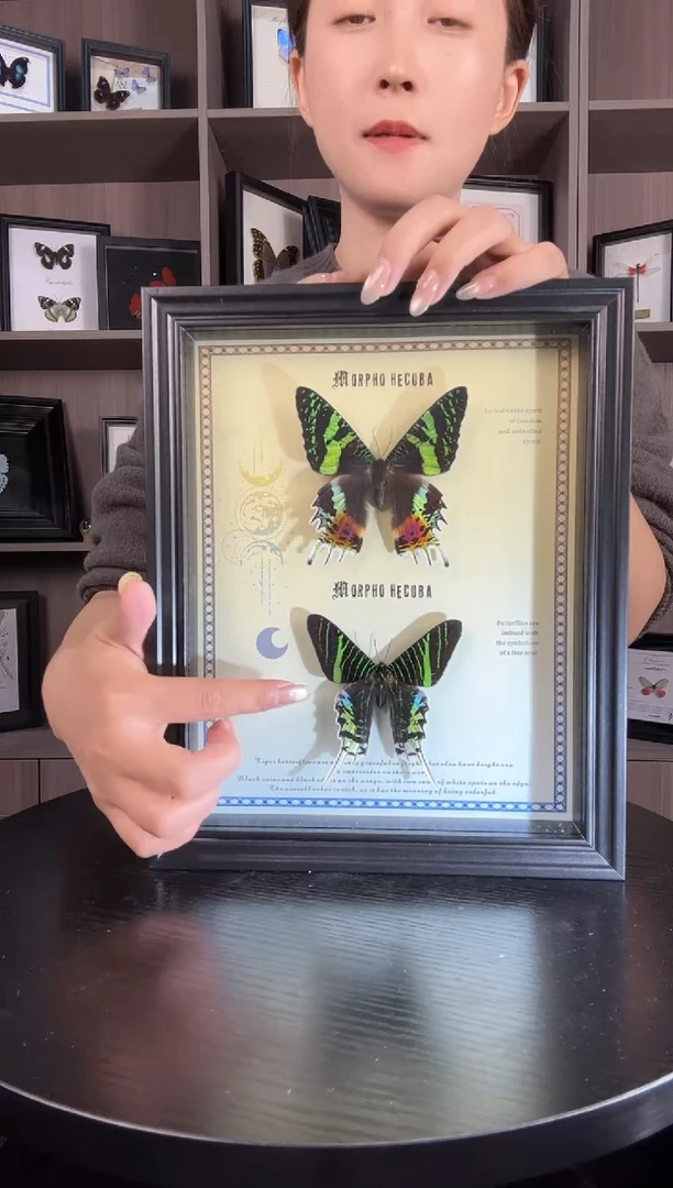 实木竖款太阳月亮蛾组合（蝴蝶装饰画A4框）