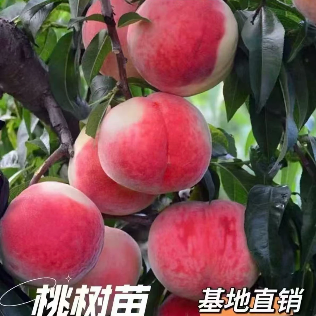 【正宗冬桃树苗】果树苗盆栽地栽种植阳台庭院种植耐寒桃树苗