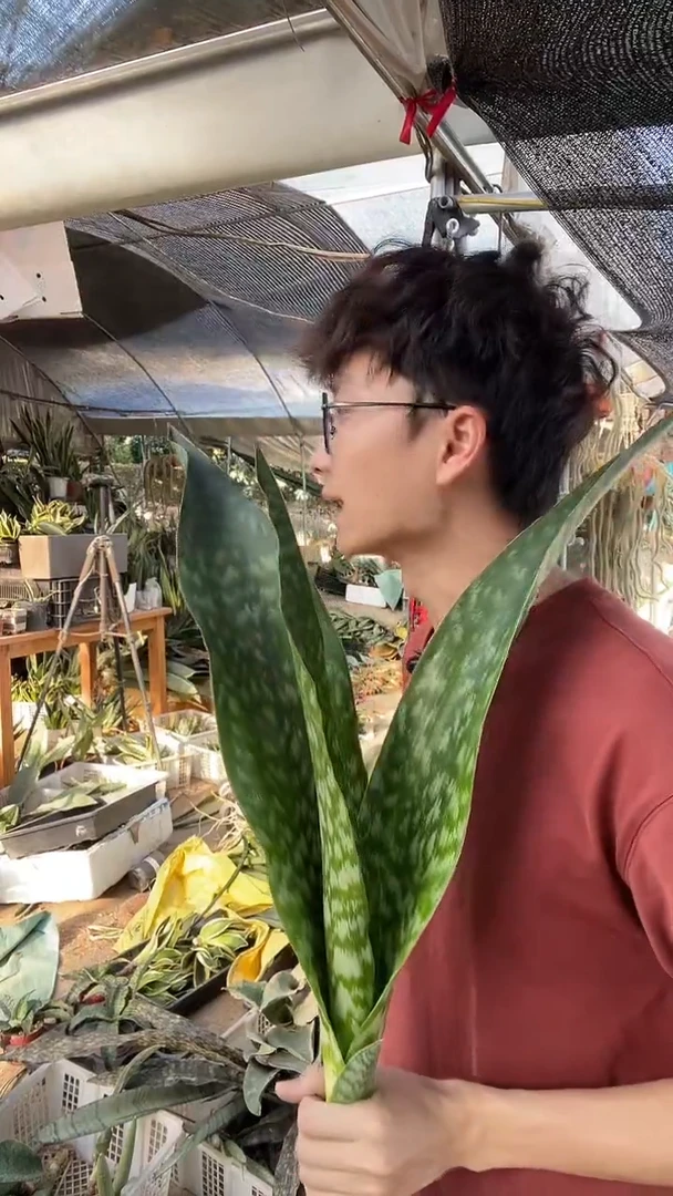 嘉宝裸根18.8...