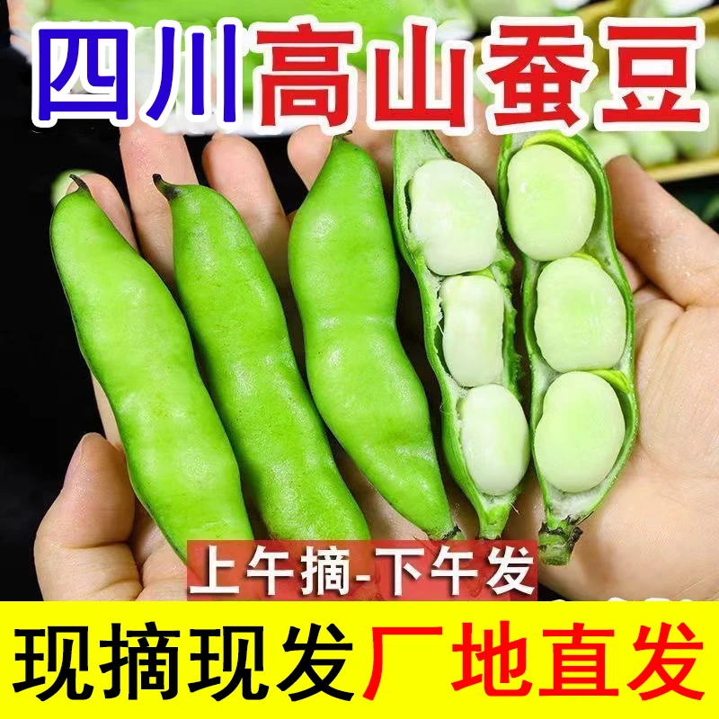 四川现摘蚕豆新鲜带壳农家自种生蚕豆罗汉豆兰花胡豆佛青豆荚蔬菜