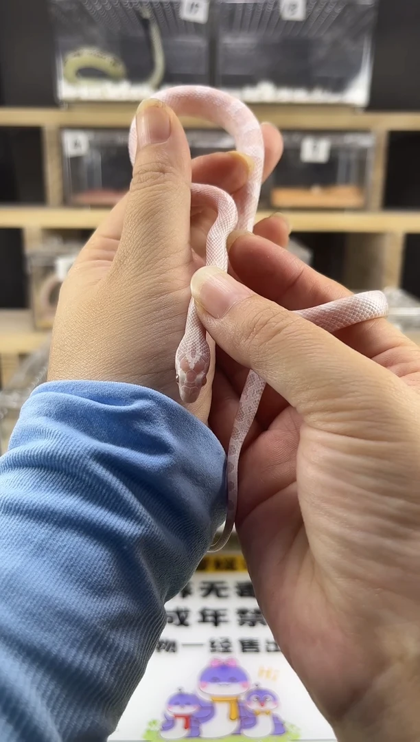 豹纹守宫精品珊瑚雪白大苗（母）