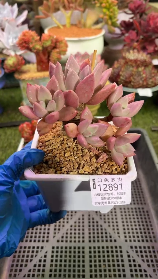 【闪购商品】12891