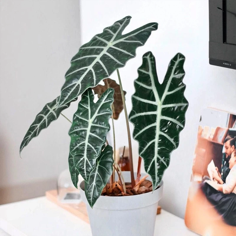 大仙女海芋观音莲植物客厅高级感摆件办公室网红绿植室内好养盆栽