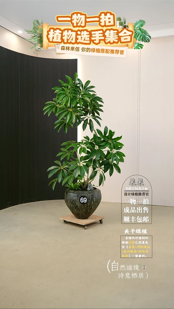 完全开放W*日本进口保罗大叶伞连盆种好栽好一整套送货上门
