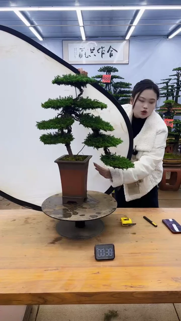 【闪购商品】高端盆景一物一拍，所见即所得