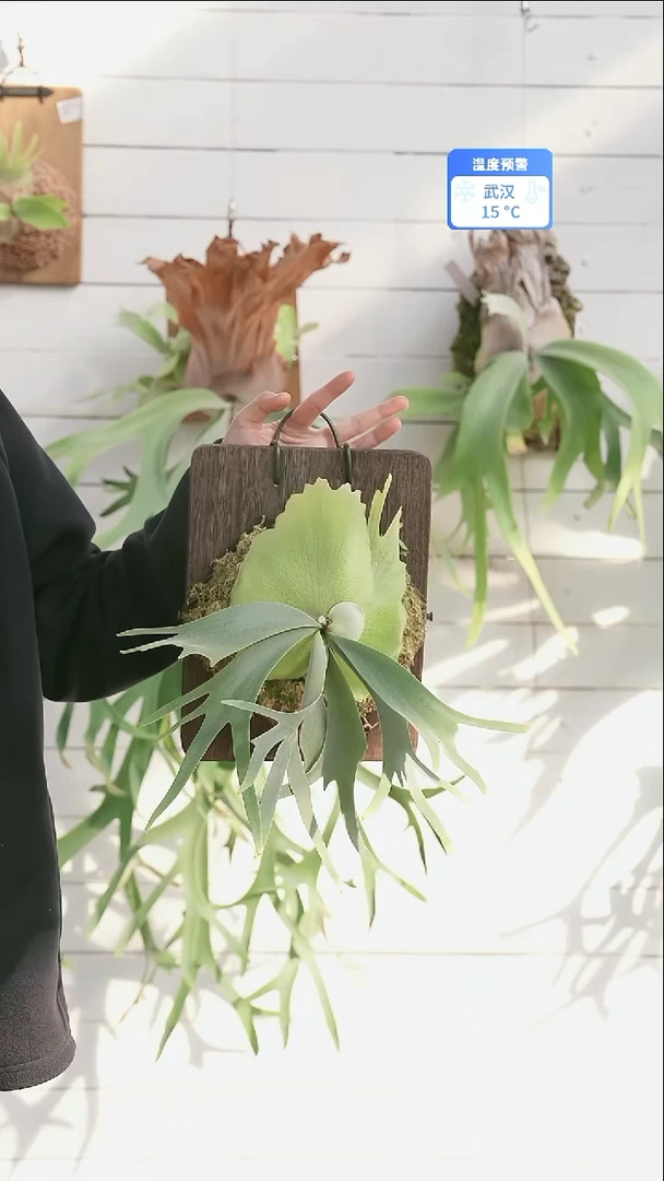 完全开放A020黄月