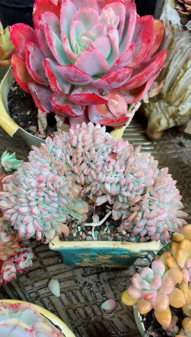 【闪购商品】03052