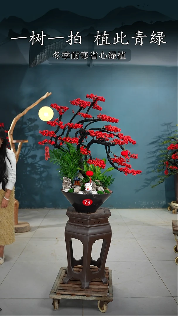 无花朵老*北美冬青