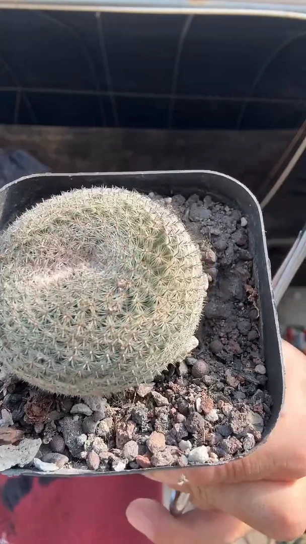 6-5              15.99