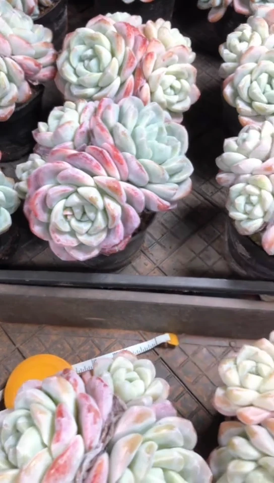 【闪购商品】3头冰玉群9.9米