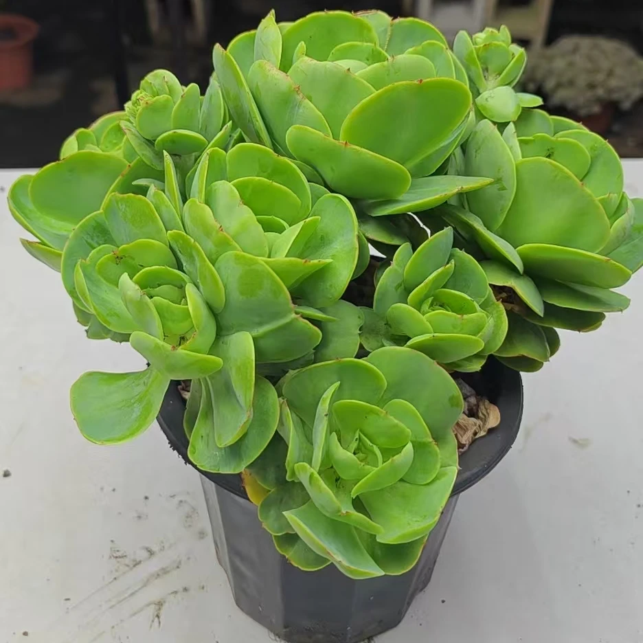 大碧桃（托土发货）多肉