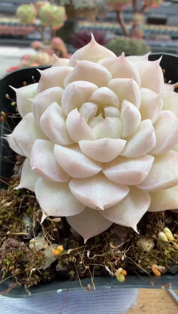 东云多肉园二店-239