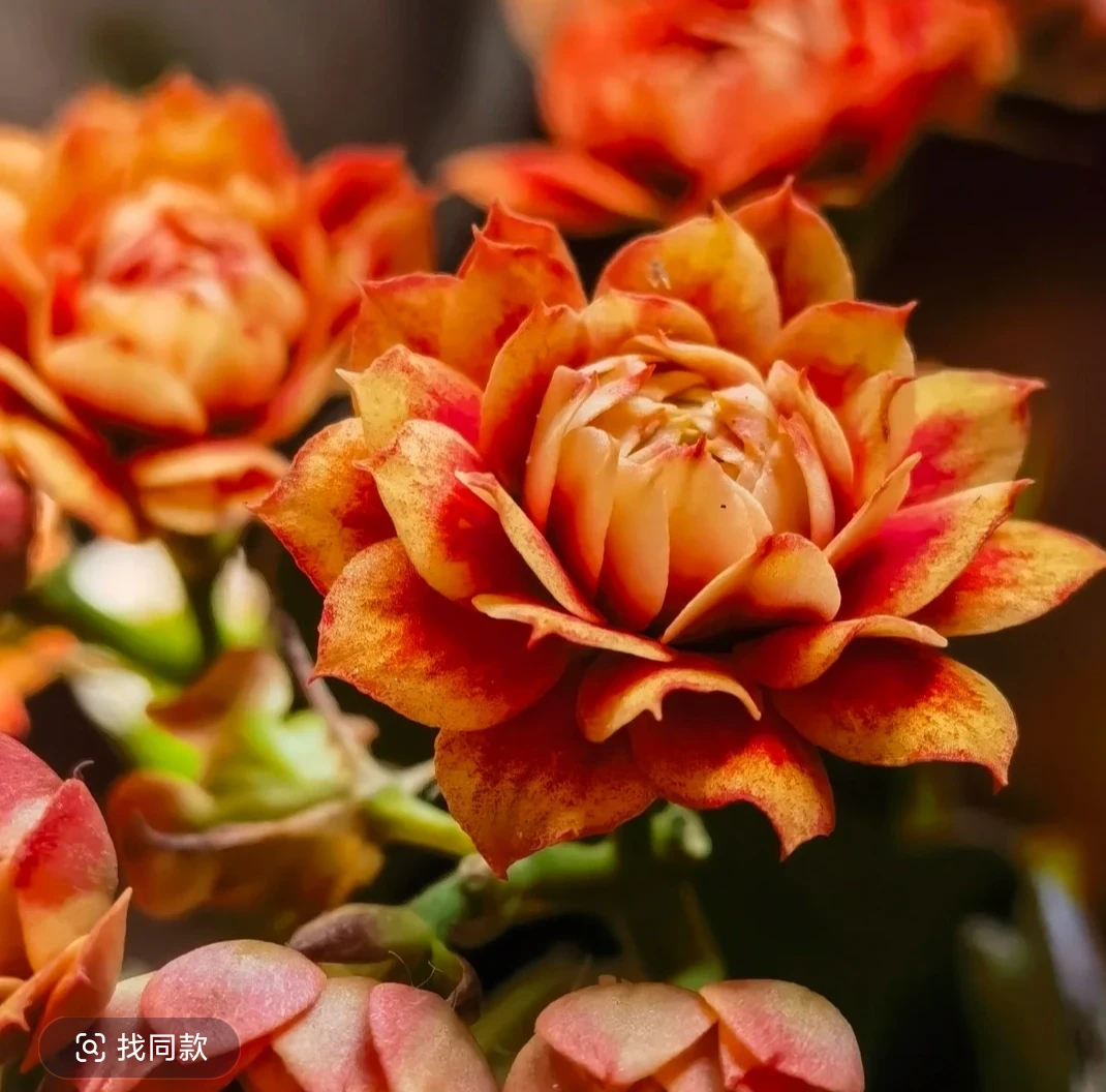 【盛宴】重瓣大花长寿花带花苞原盆原土好养四季茶室开花