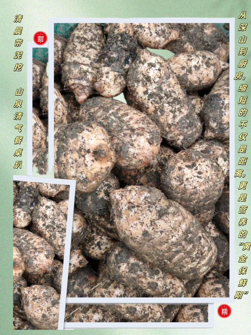 云南昭通小草坝新鲜天麻老山林野外种植三年采收可煲汤泡酒炖鸽子