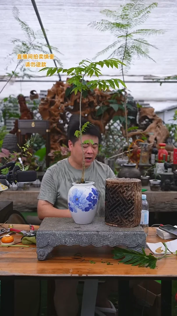 当前无花栽培后可以开花黄花梨107+