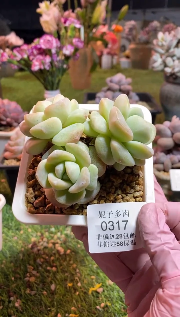 【闪购商品】0317a