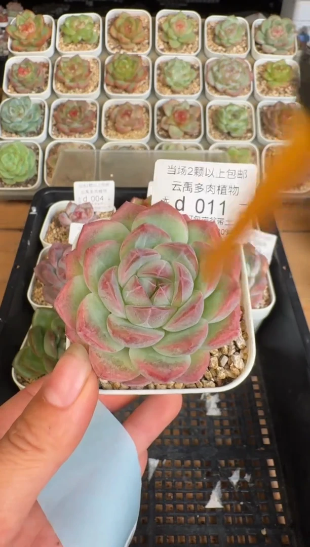 011d盆土发(6.5cm杯）一物一拍 珍妮多肉