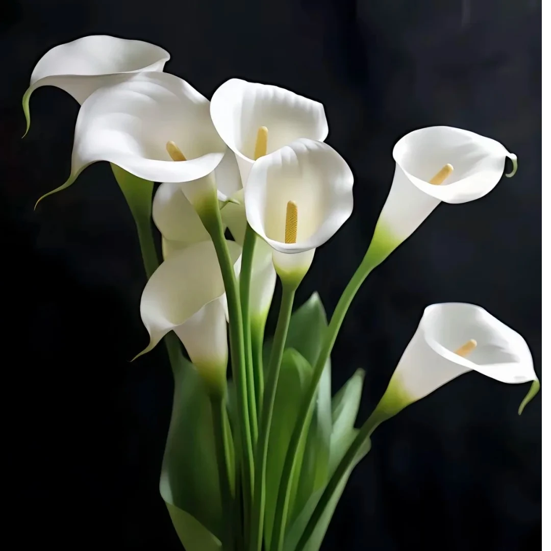 【马蹄莲】云南基地直发鲜花 一件包邮 发货后不支持退款