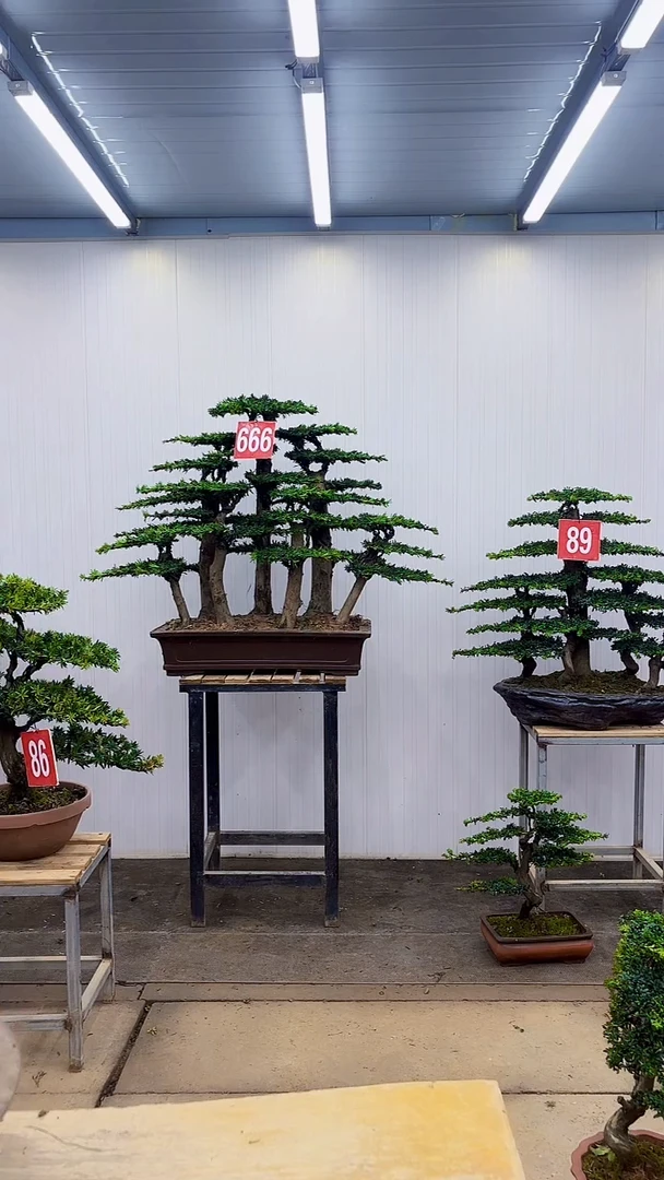 无花朵叶*一物一拍，所见即所得