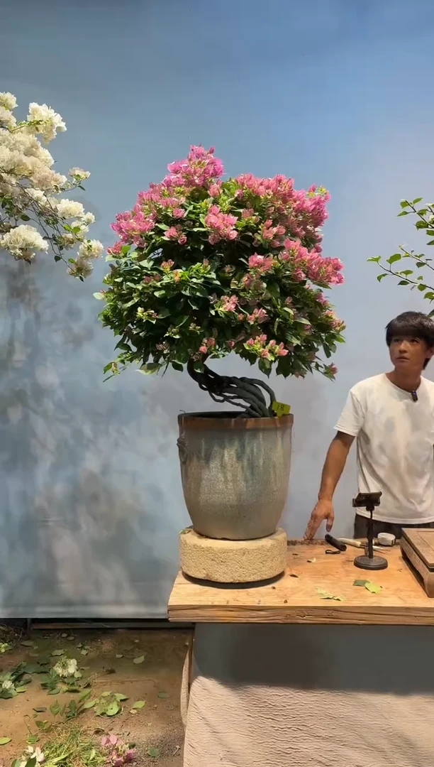 全部花朵C****a三角梅18