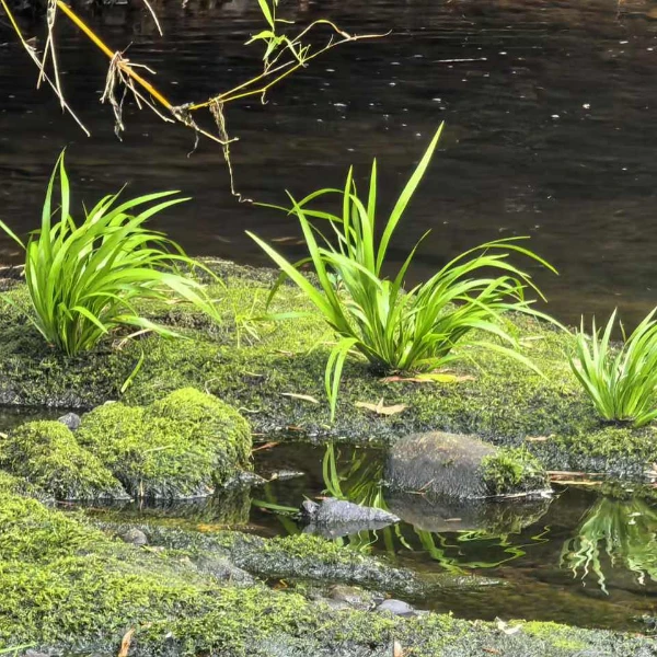 石菖蒲水培植物沼泽过滤草养鱼龟缸盆栽造景好看通风
