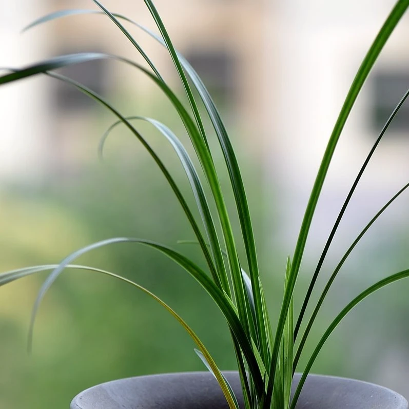 正阳兰苑传统国兰今日福利款