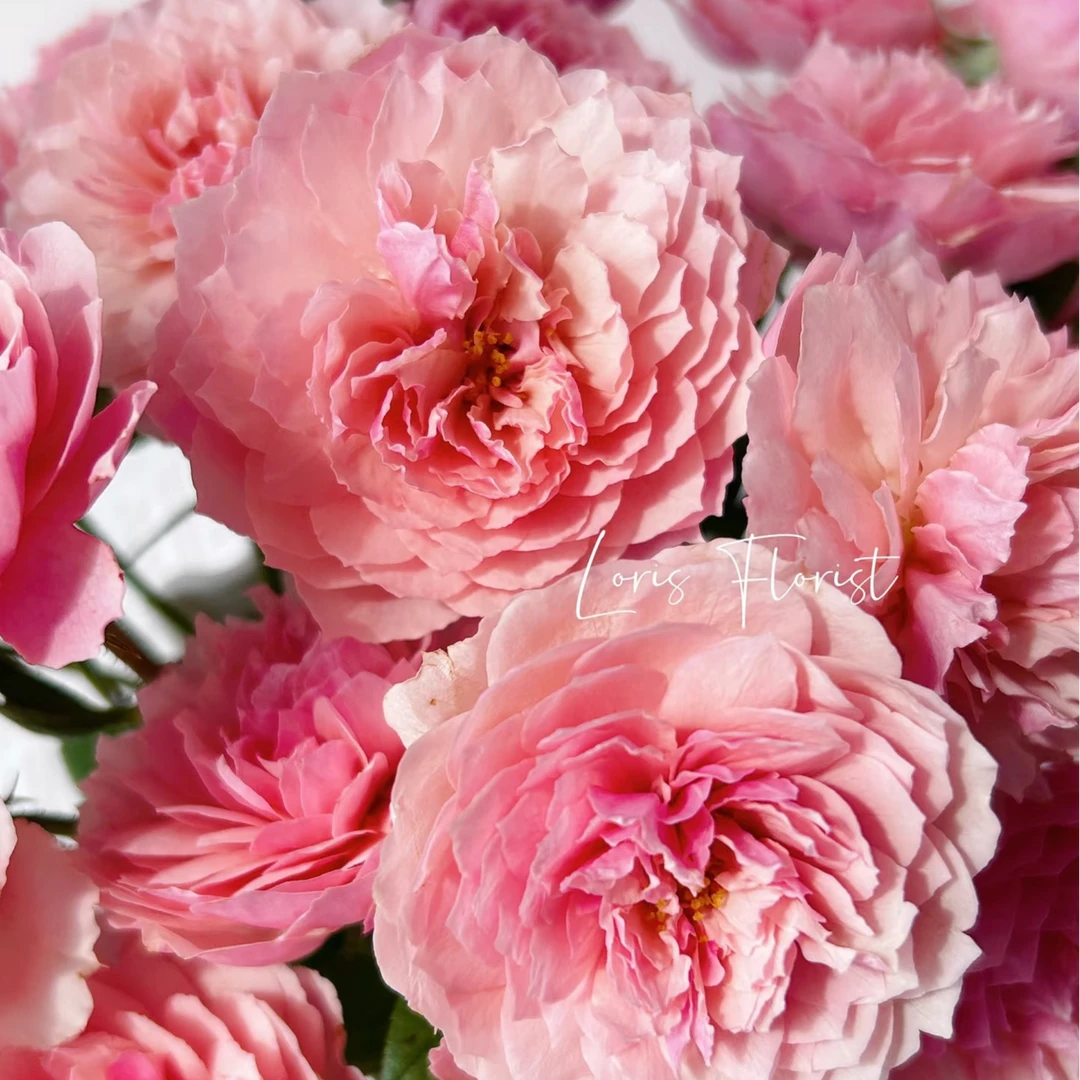 安尼克城堡【修剪发货】1加仑成都露天月季独杆独颗带盆带土发货