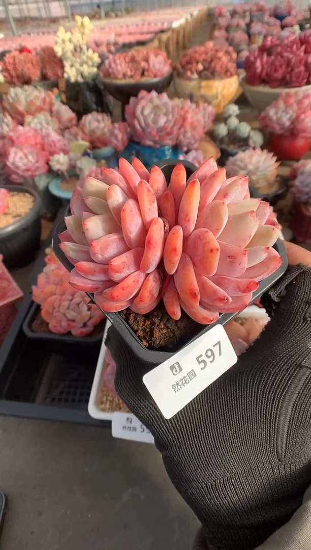 597雪天使多肉植物一物一拍