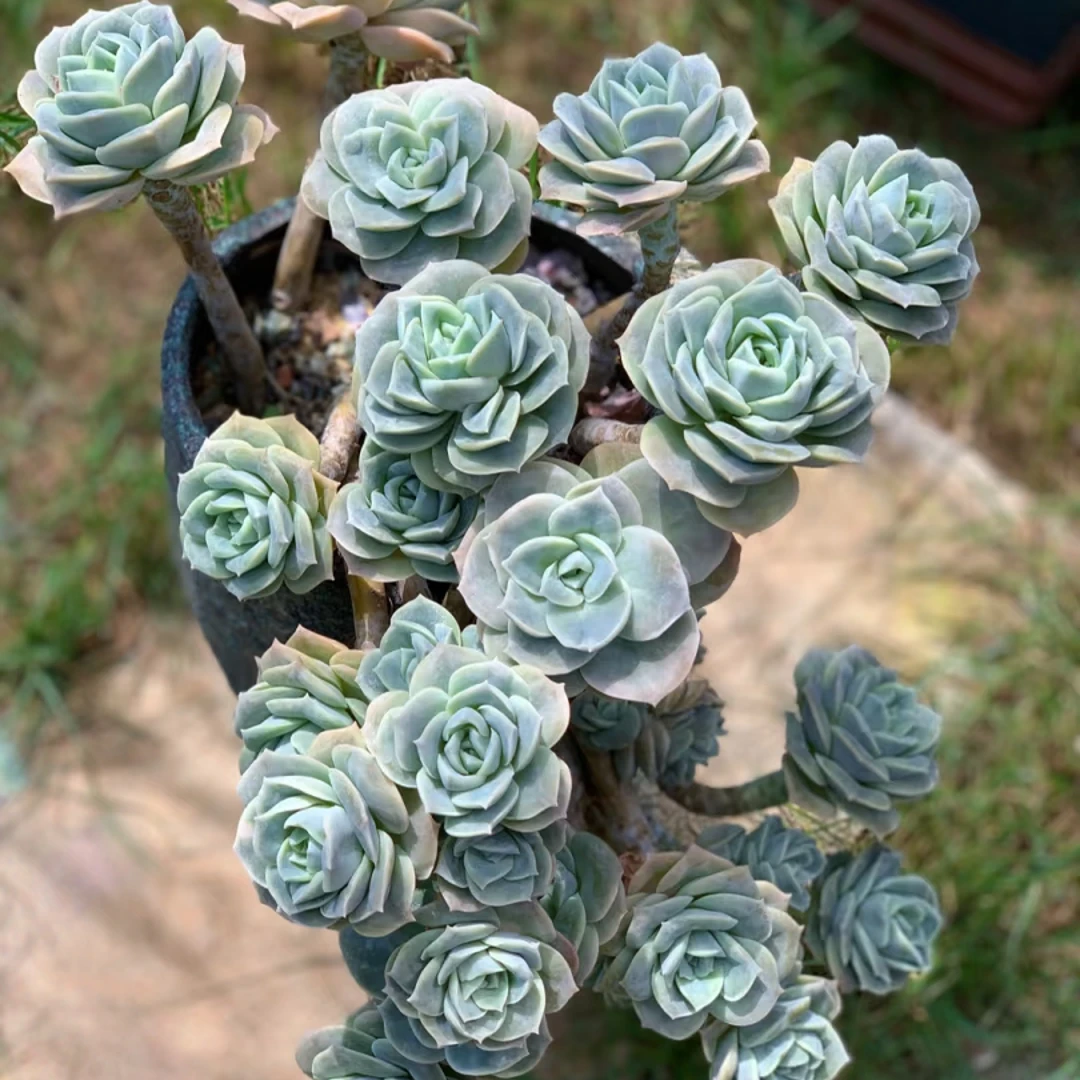 【可爱玫瑰】带盆土优质多肉植物新手绿植盆栽好养室内室外