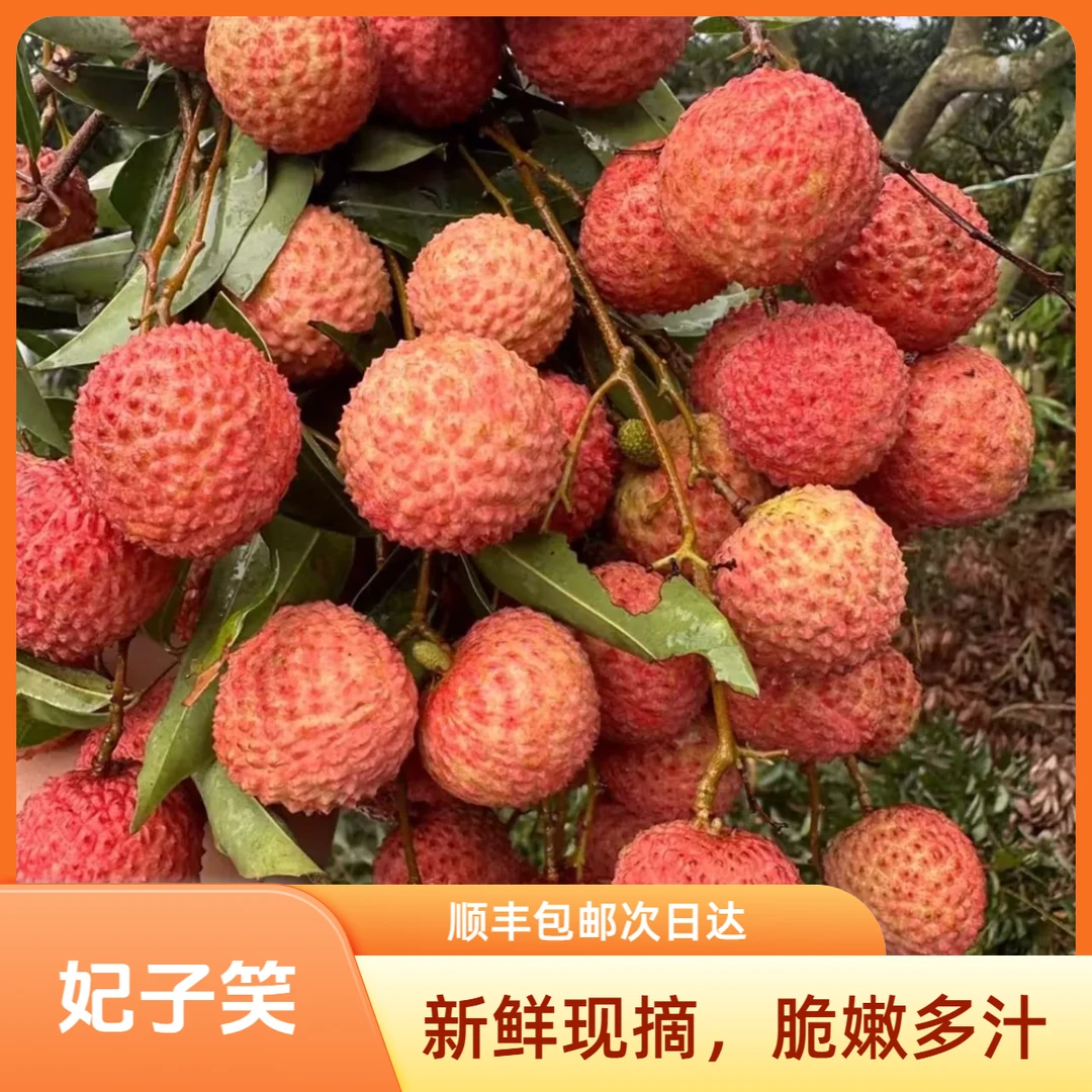 ·S【顺丰包邮】海南妃子笑荔枝 果肉脆嫩多汁又大又甜 冰箱冷藏30分钟更丝滑 8斤荔枝同城送新鲜