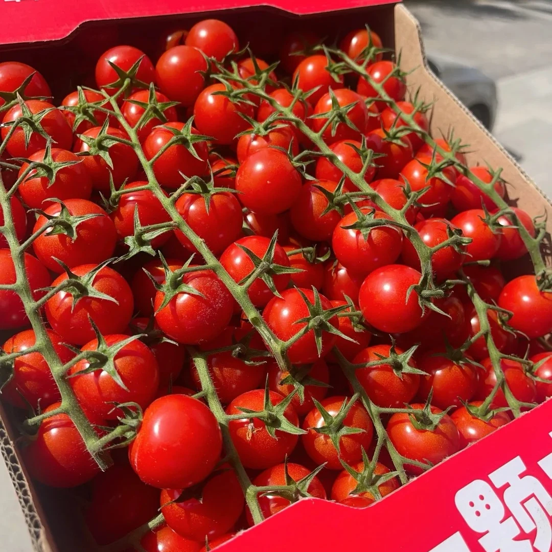 【一颗大】串串番茄小番茄1斤装/整件装番茄同城配串枝番茄山东省