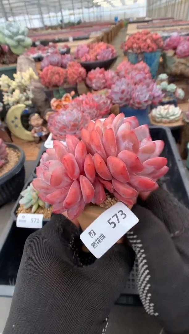 573雪天使一物一拍