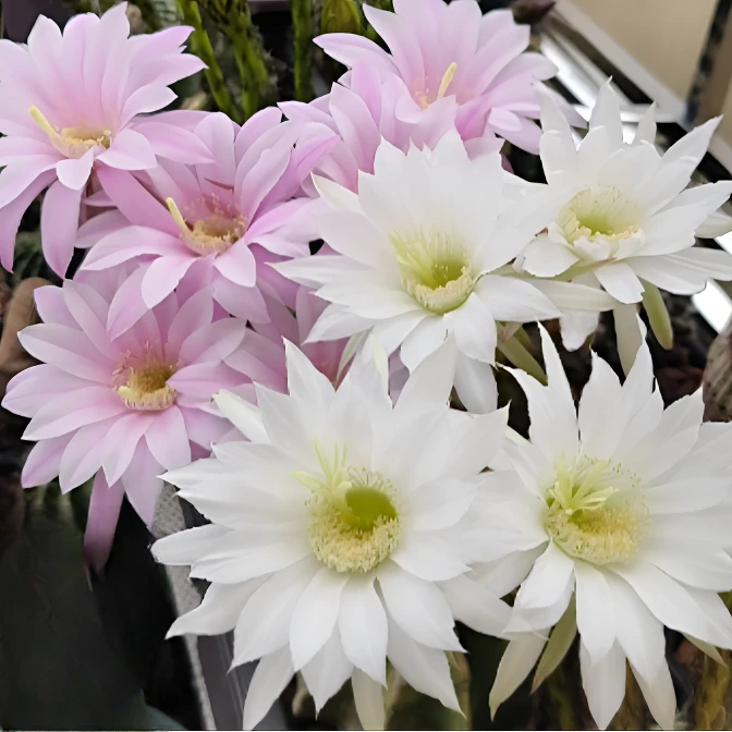 二妹园艺（大短毛丸 实生根）好花色仙人球满18包邮随机发