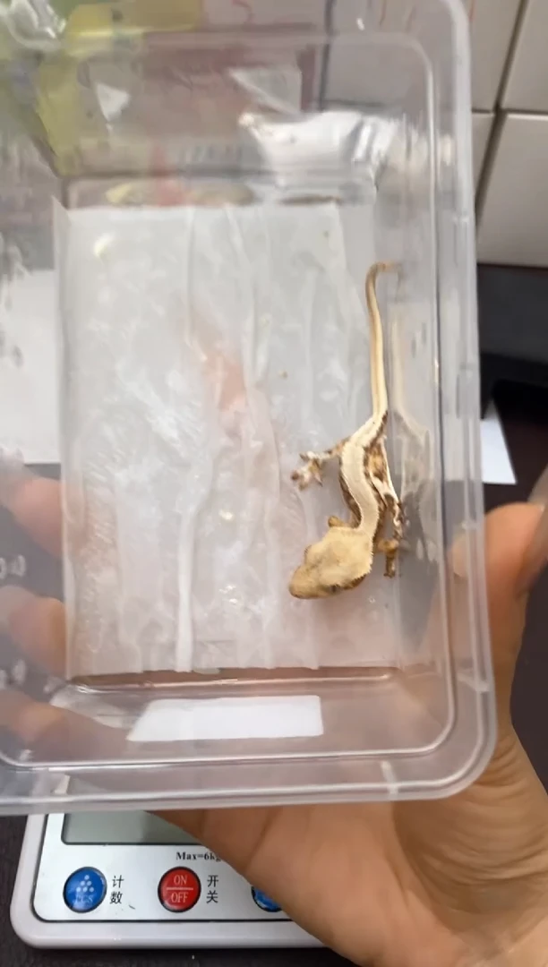 睫角守宫Scale Tail 爬宠PJ5