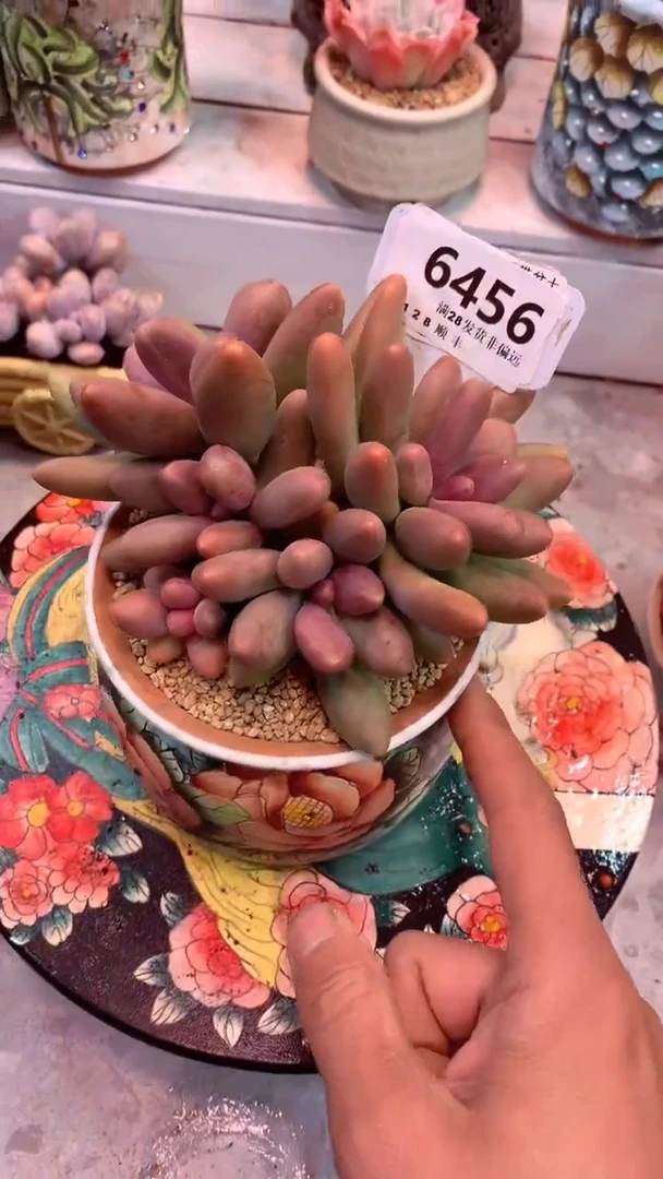 6456    糖果美人