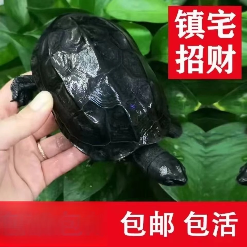 墨龟珍珠龟中华草龟火焰龟