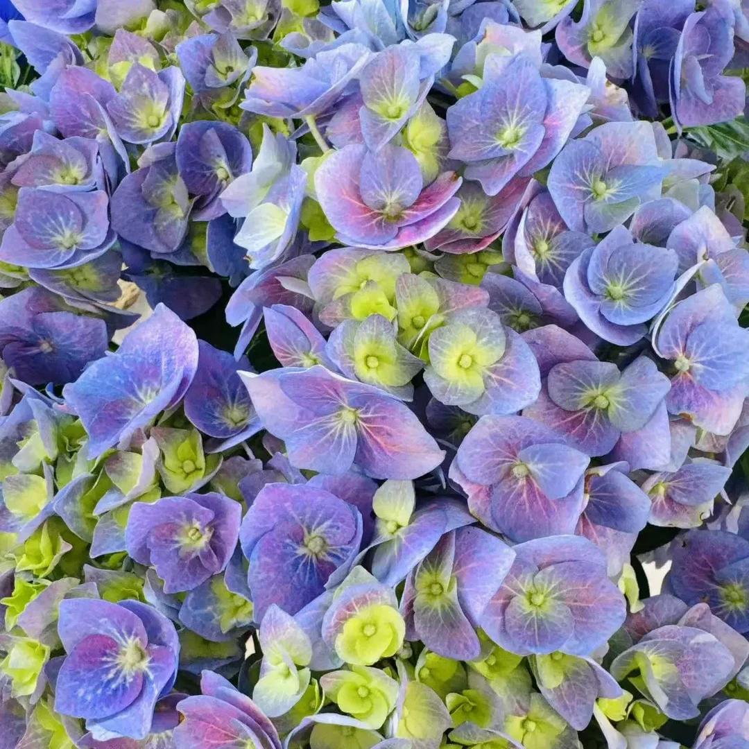 贝拉 2加仑 露天老桩大苗 大花带花苞阳台庭院四季开花好养