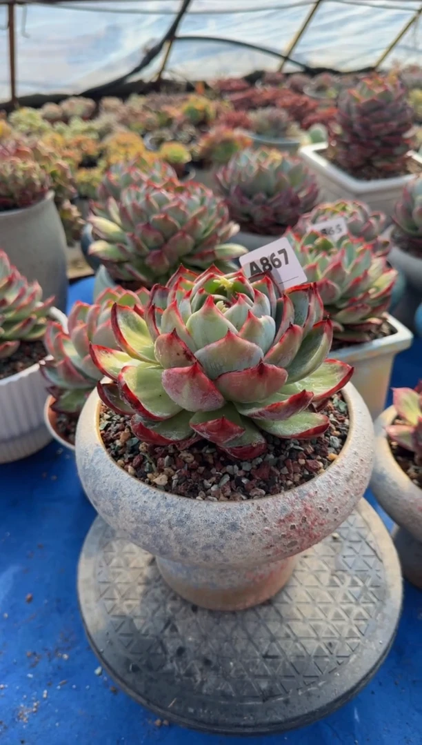 【闪购商品】A867惊鸿仙子（裸根发货）