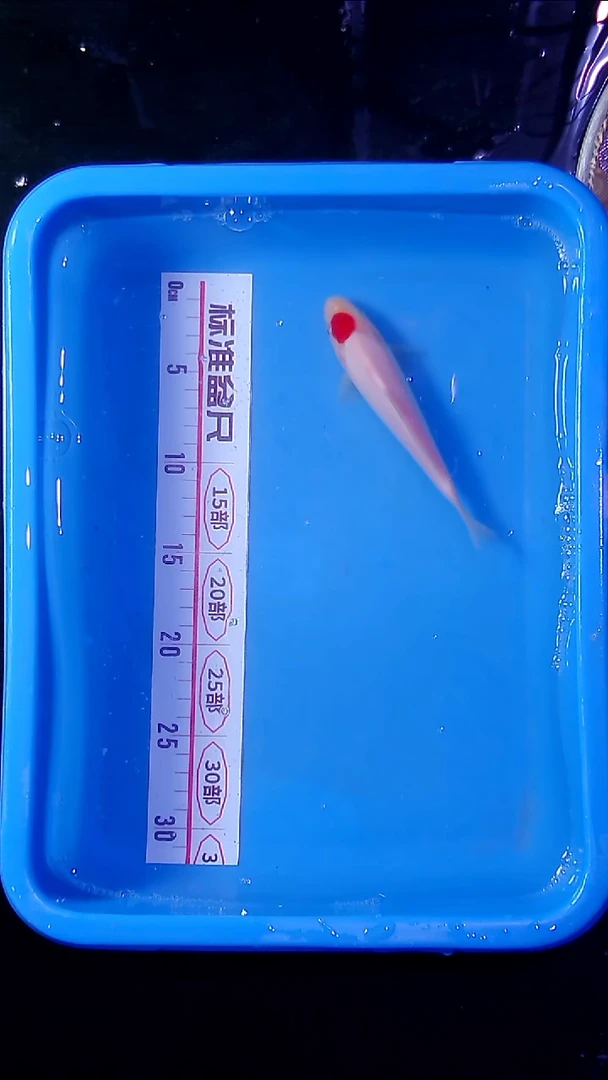 海水鱼直播间菁选 对版发货 23号