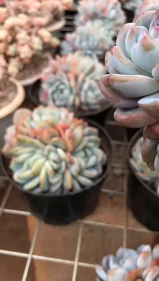 【闪购商品】5头橙梦露群