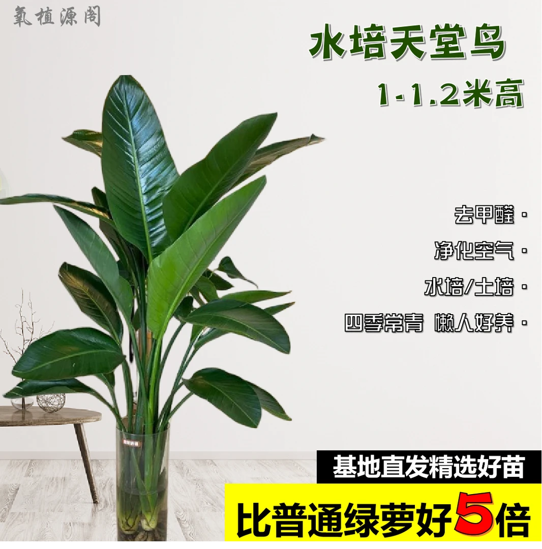 【1-1.2米天堂鸟】3株客厅绿植大盆栽清新空气去甲醛水培常青好养活