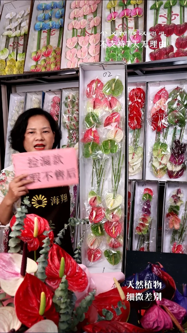 02色迷你掌20支(15-20cm，横冠幅6cm)微瑕无售后慎拍！