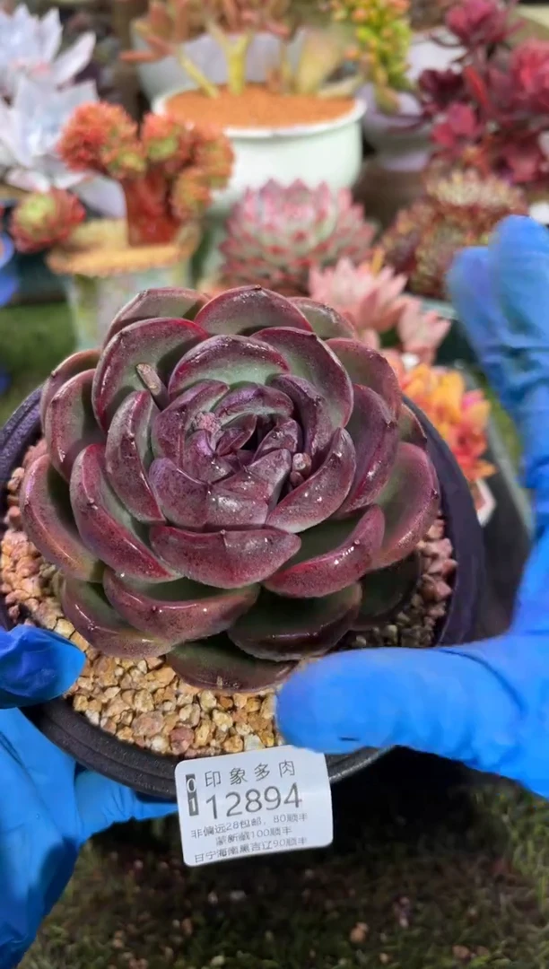 【闪购商品】12894