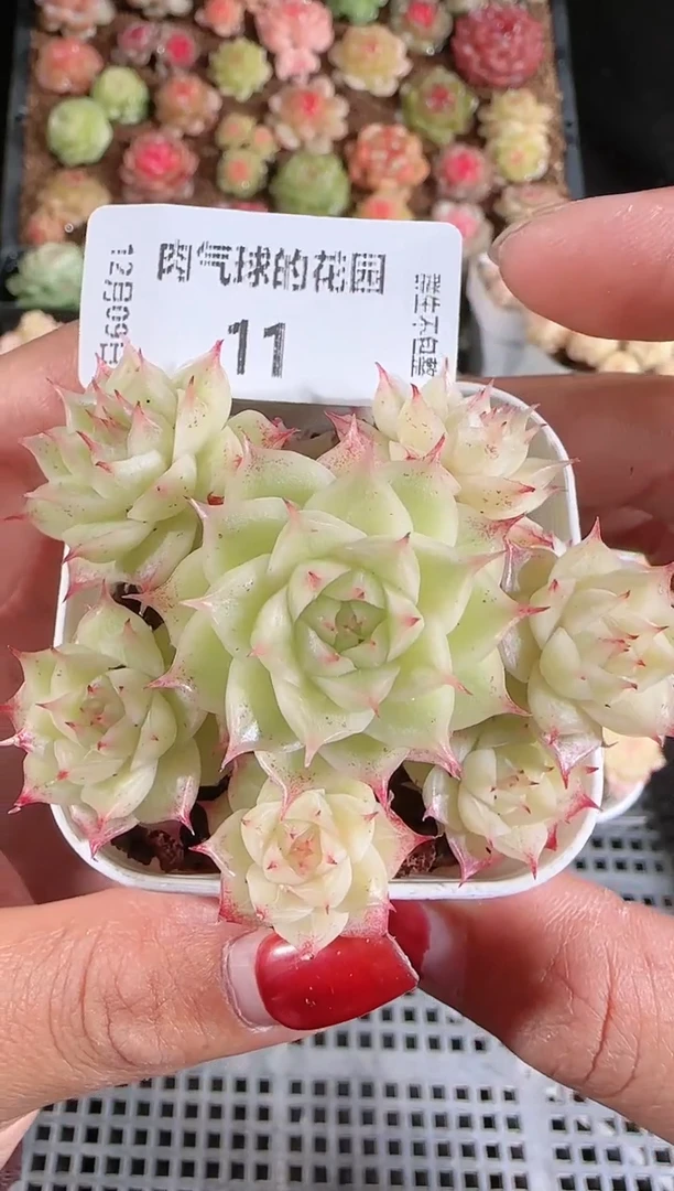 1209-11多肉群生不包整